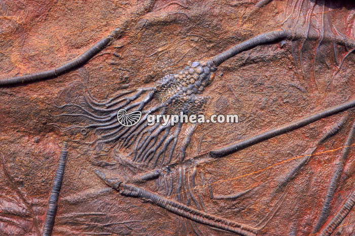 Lys de mer fossile (Scyphocrinus elegans) - gryphea.com